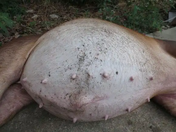 防不胜防的猪胀气猝死，看看宜生源兽医师的紧急治疗方案！